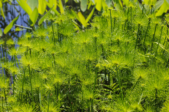 水草