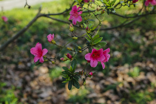 山茶花