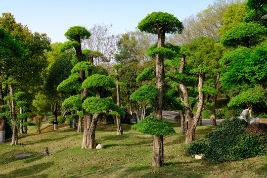 对接白蜡