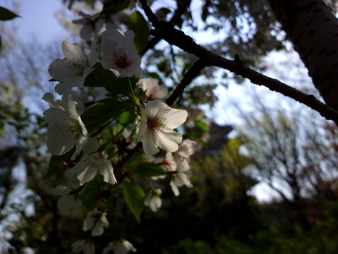 樱花