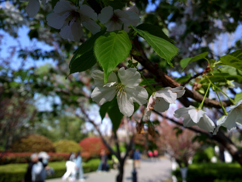 樱花