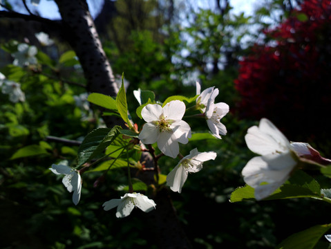 樱花