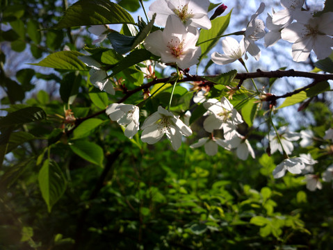 樱花