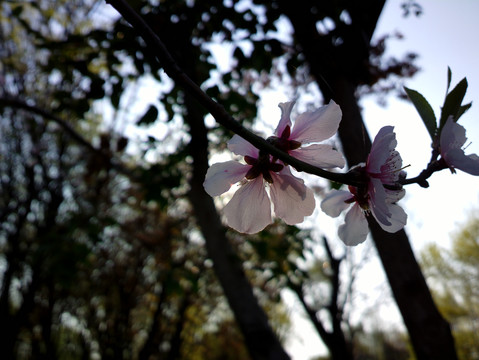 桃花