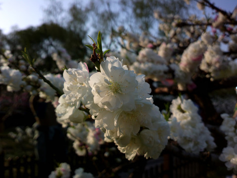 碧桃花