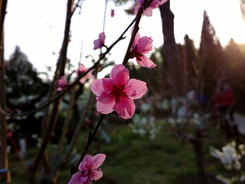 碧桃花