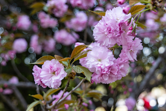 樱花开放