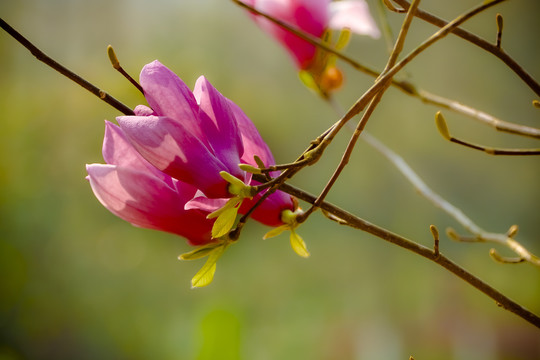 玉兰花