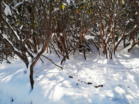 雪地丛林