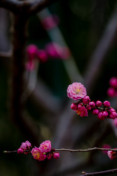 颐和园桃花开