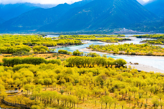 西藏林芝尼洋河雅尼湿地公园