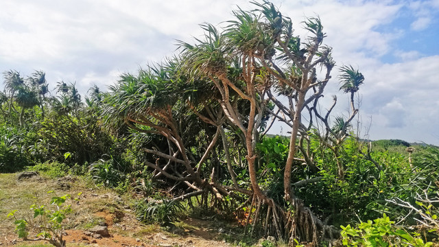 亚热带植物假菠萝树