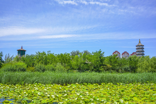 北宁公园夏日荷塘湿地景观