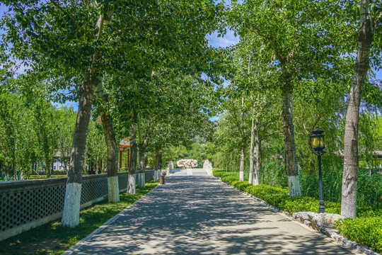 公园步道小路林荫小路园林景观