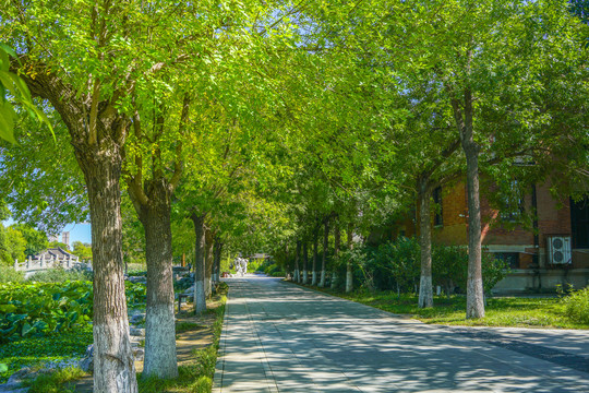 公园步道小路林荫小路园林景观