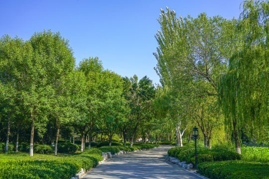 树林小路林荫小路园林景观