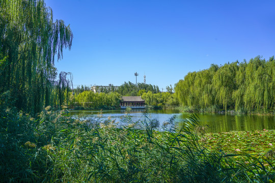 天津北宁公园湖泊池塘园林水景