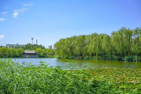 天津北宁公园湖泊池塘园林水景