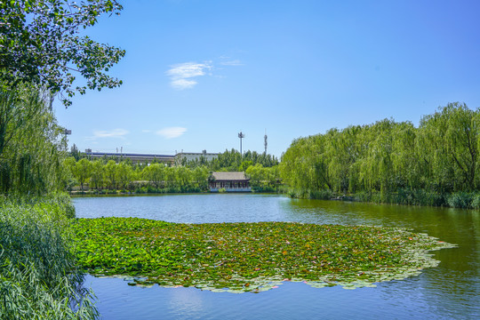 天津北宁公园湖泊池塘园林水景