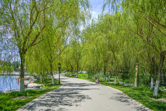 园林步道小路林荫小路园林景观