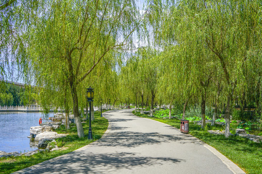 园林步道小路林荫小路园林景观