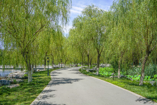 园林步道小路林荫小路园林景观