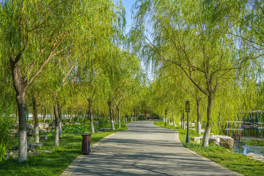 园林步道小路林荫小路园林景观