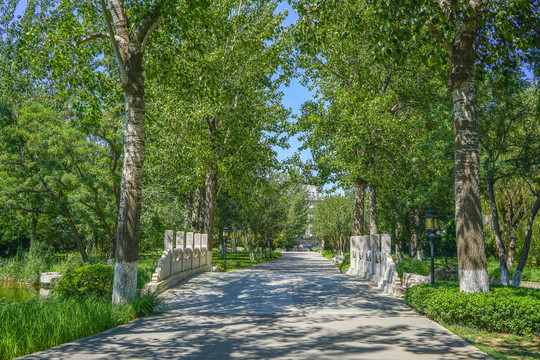 中式园林小路林荫小路园林景观