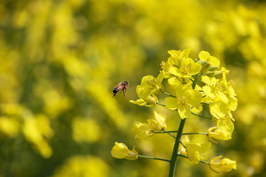 蜜蜂采蜜