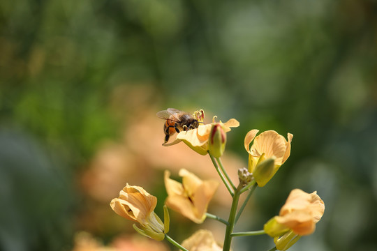 蜜蜂采蜜