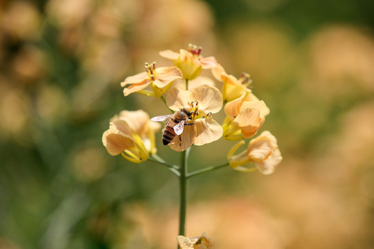 蜜蜂采蜜