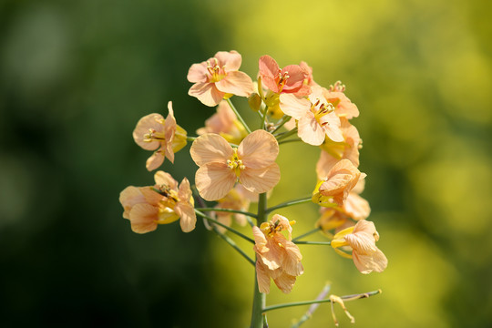 油菜花