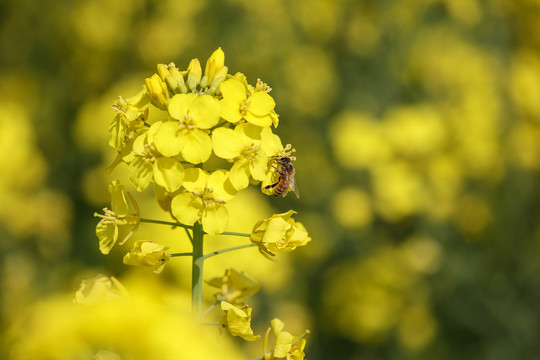 蜂恋花