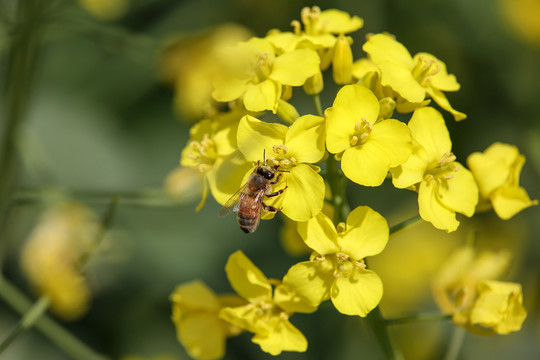 蜂恋花