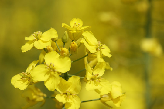 油菜花