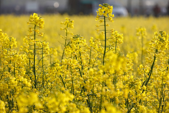 油菜花