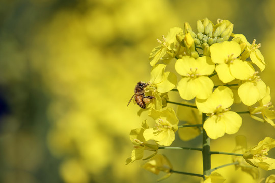 蜂戀花