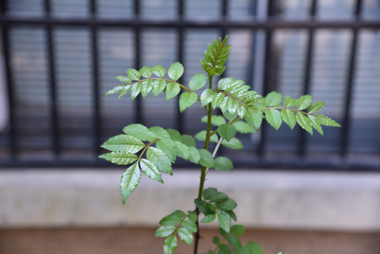 花椒枝叶