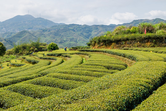 茶山