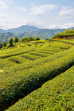 茶山