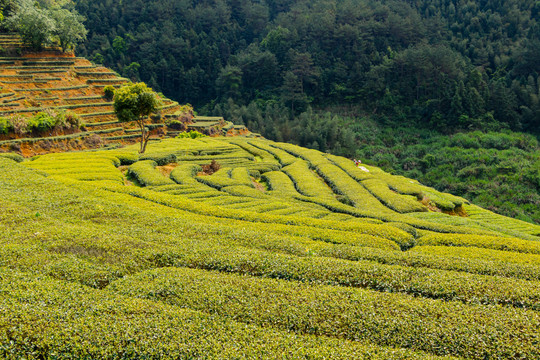 茶山