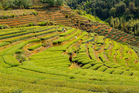 茶山