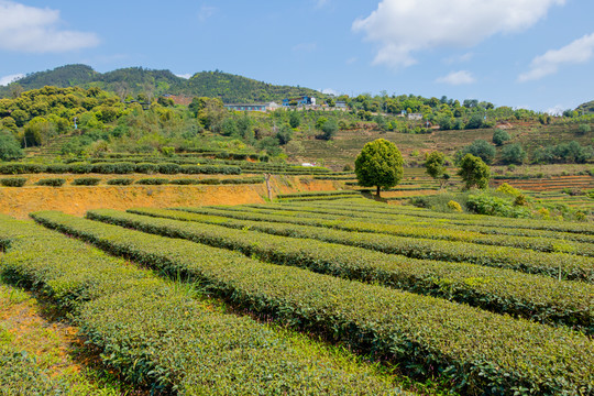 茶叶