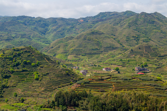 茶山