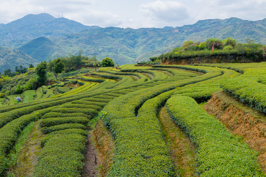 生态茶园