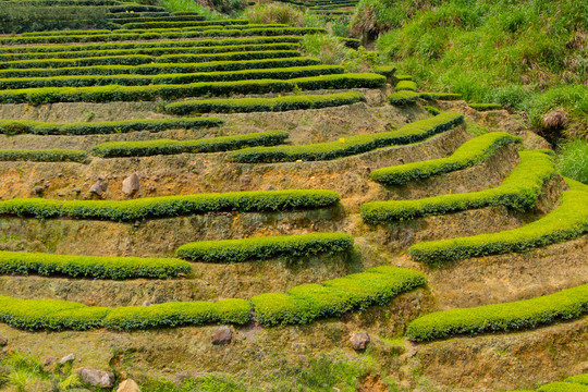 生态茶园