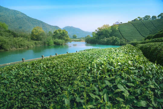 杭州龙坞茶村