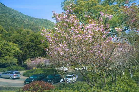 龙坞村海棠花