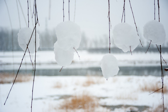 雪团团冰团团