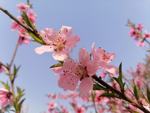 春日桃花